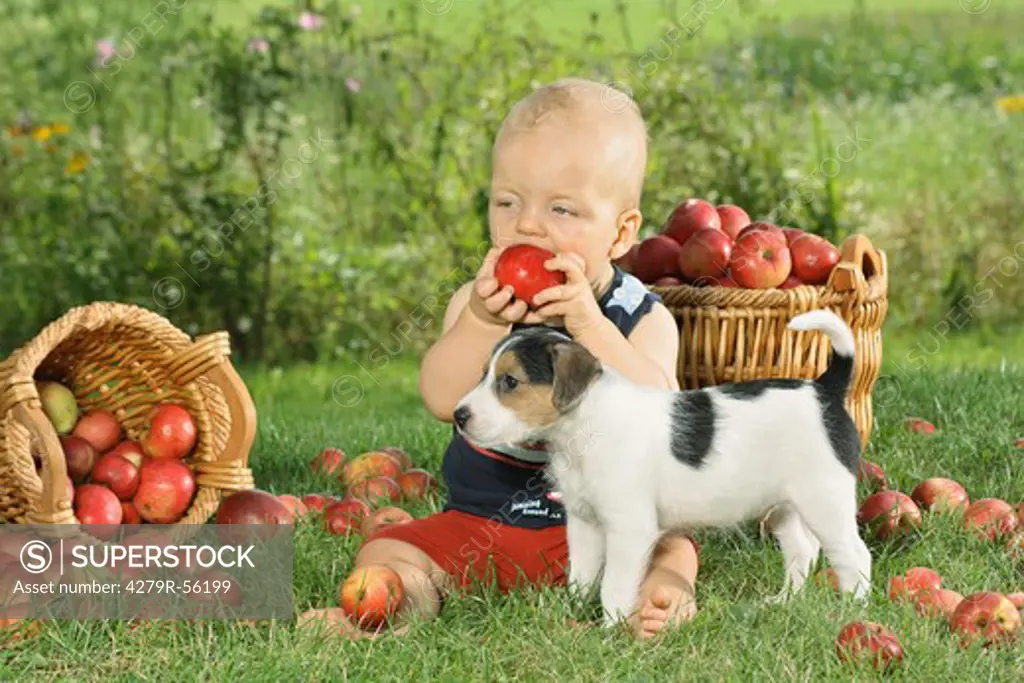 Jack Russell Terrier puppy and small boy on meadow between apples