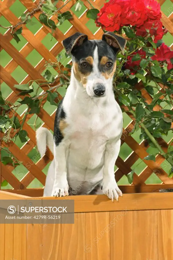 Jack Russell Terrier - sitting in flower box