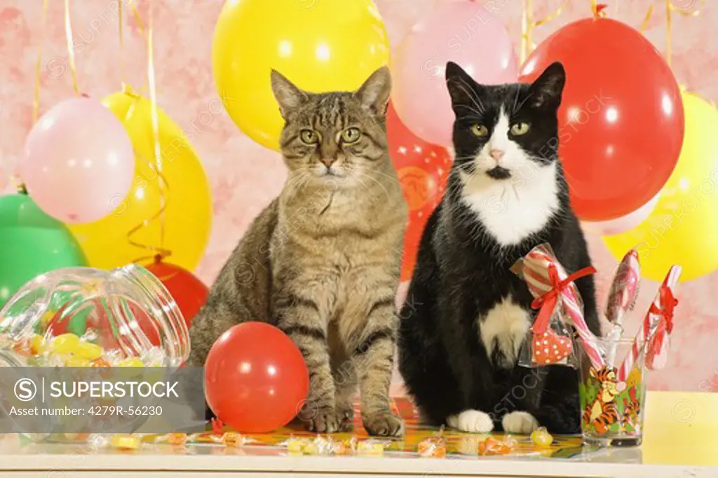 two domestic cats - sitting between balloons and sweets
