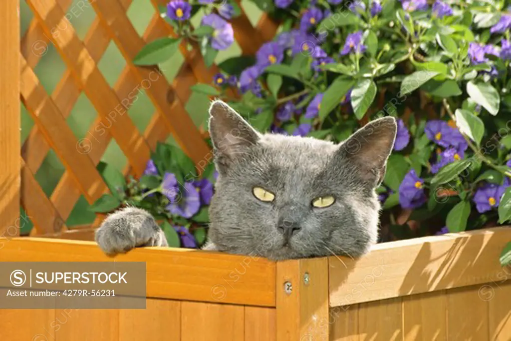 Carthusian cat in flower box
