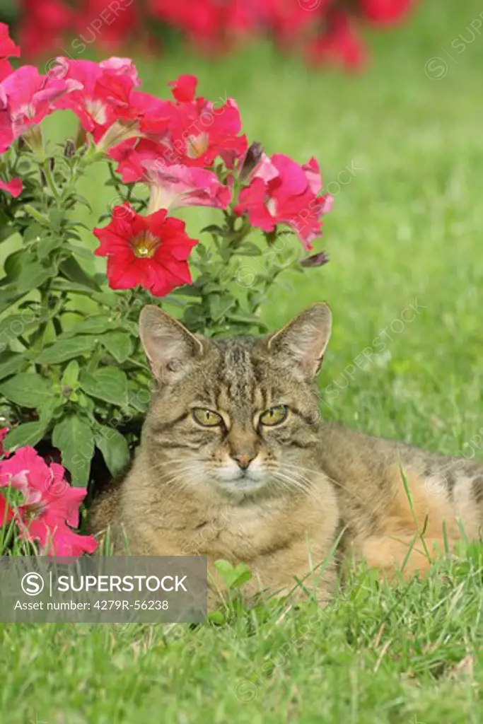 domestic cat - lying on meadow in front of flowers