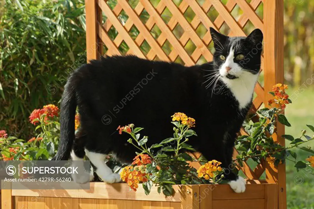 domestic cat - standing on flower box