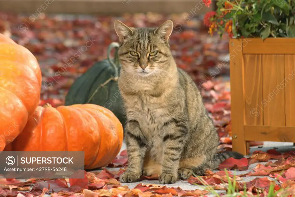 domestic cat - sitting next to pumpkins