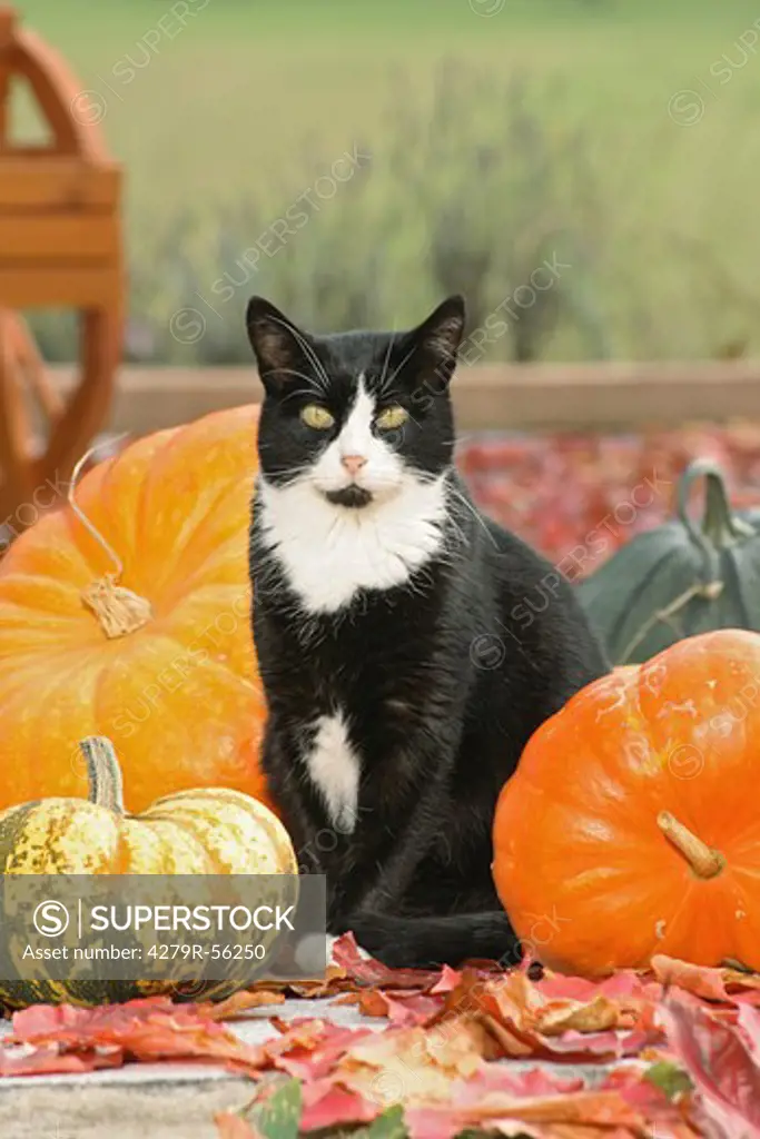 domestic cat - sitting between pumpkins