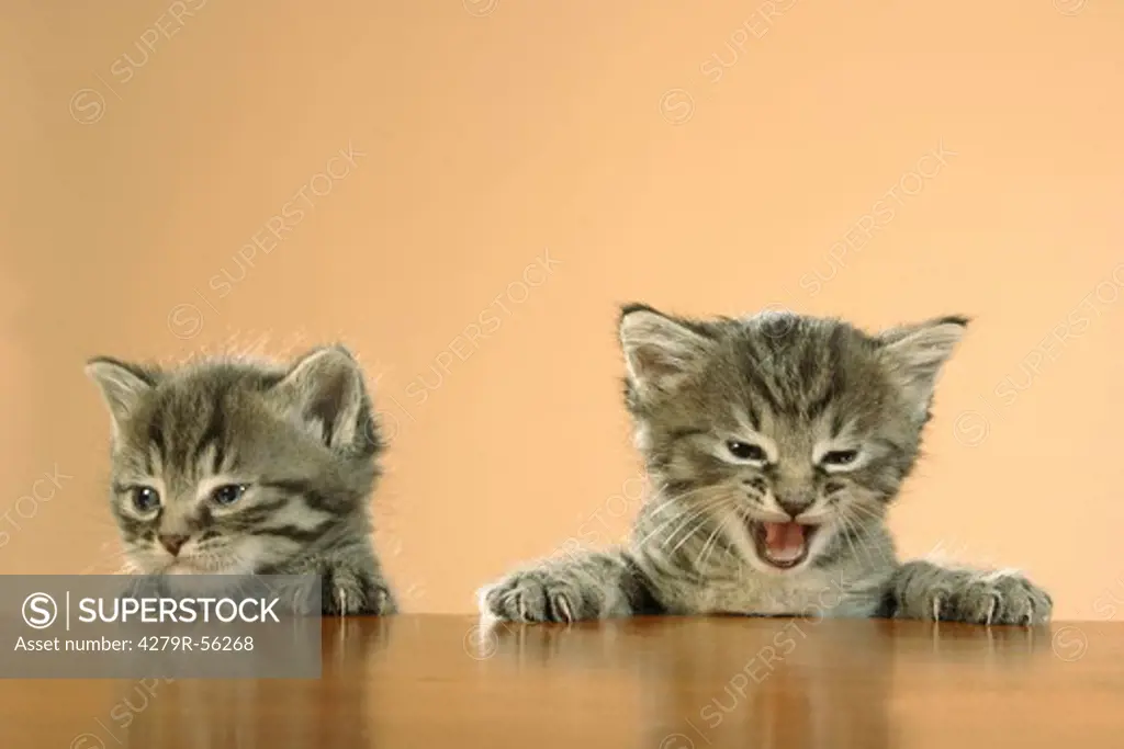 two kittens - head and paws on edge of table