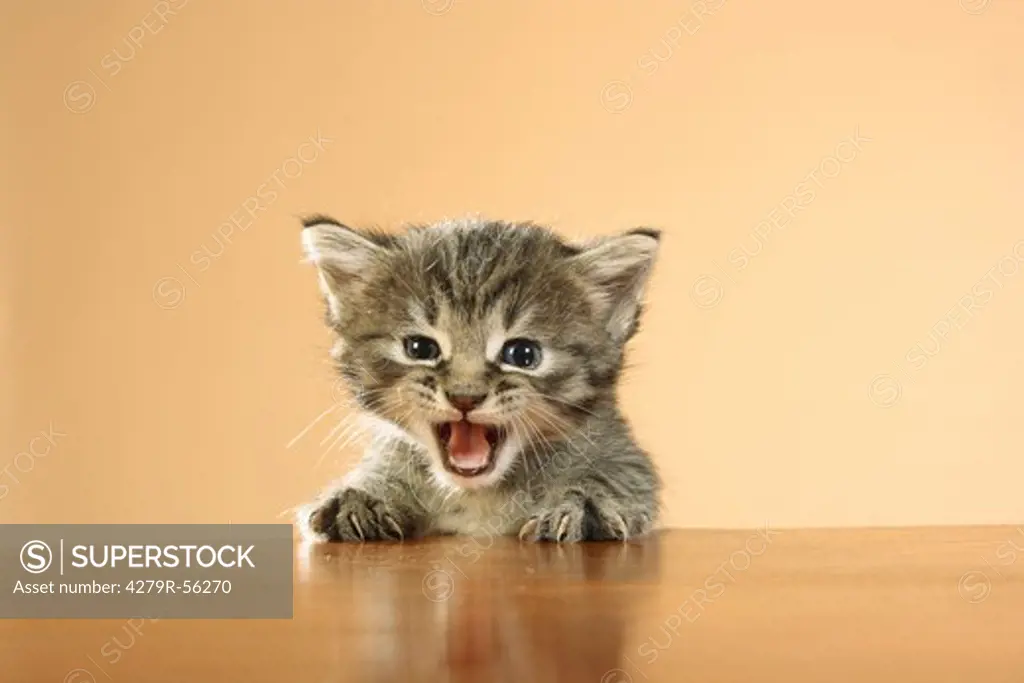 kitten - head and paws on edge of table
