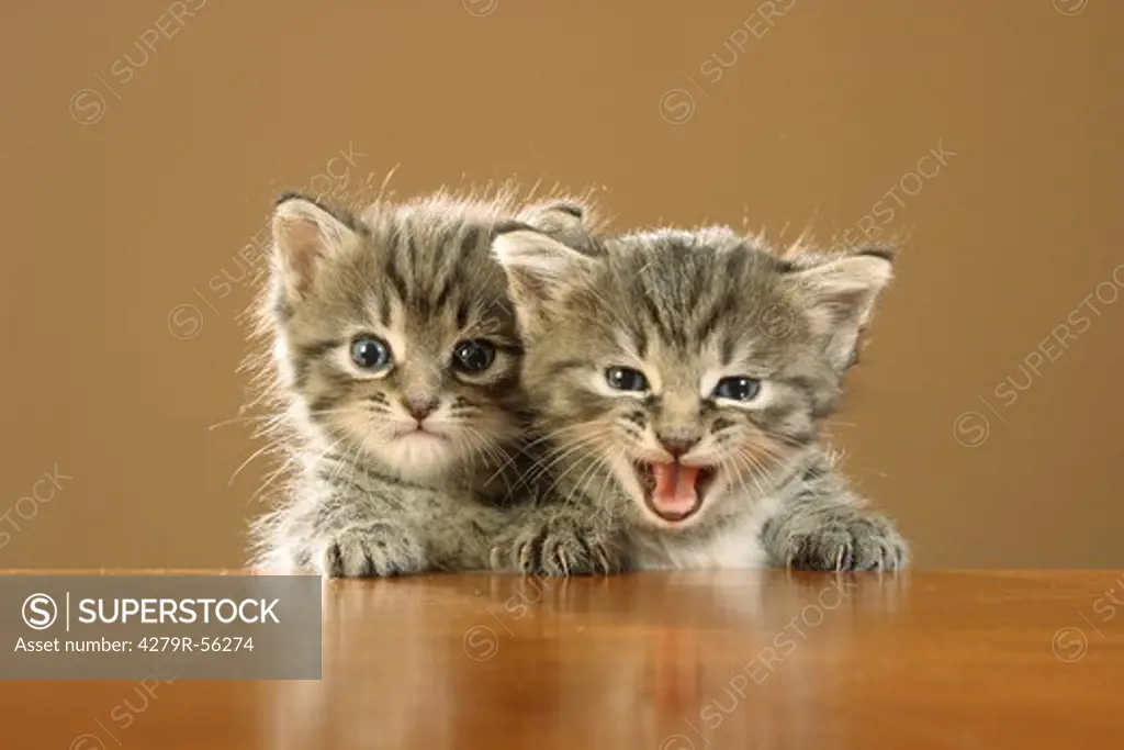 two kittens - paws on edge of table