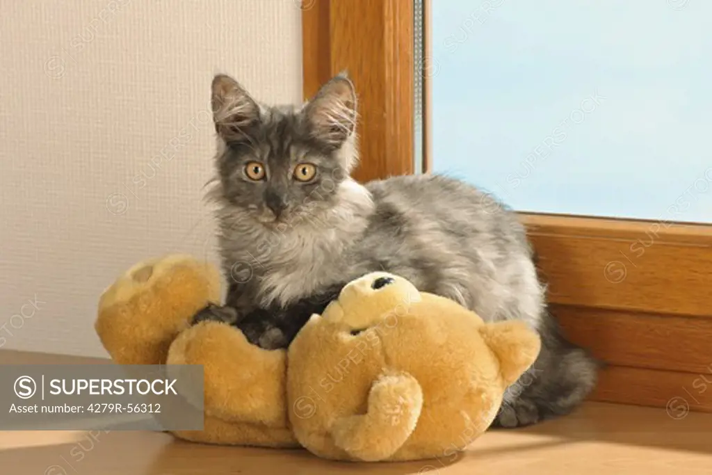Maine Coon - standing with teddybear