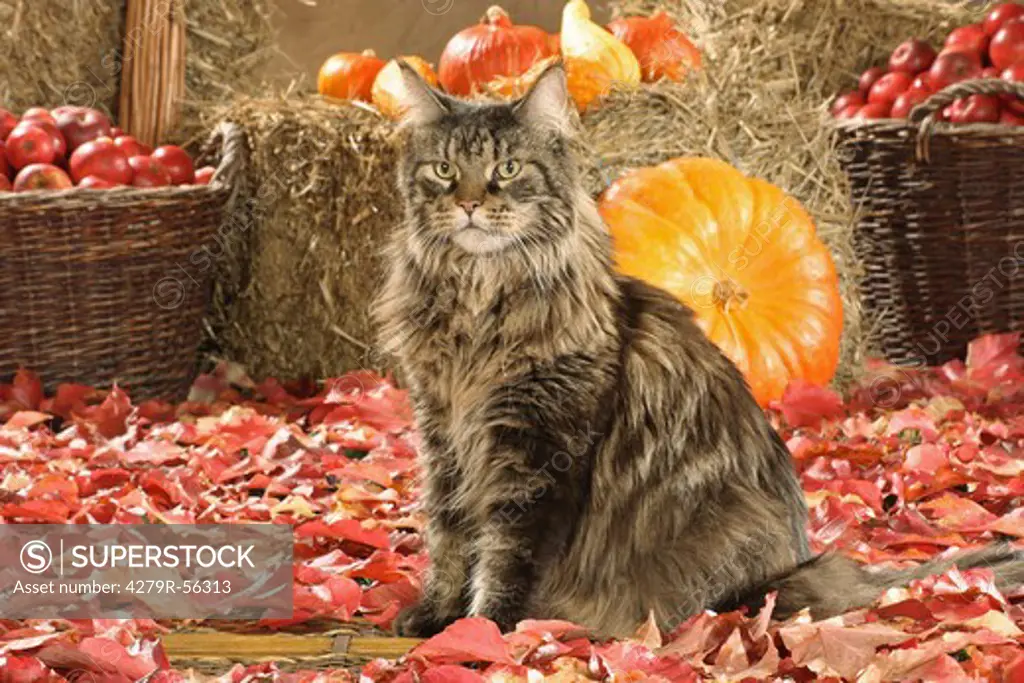 Maine Coon - sitting in front of pumpkins and apples