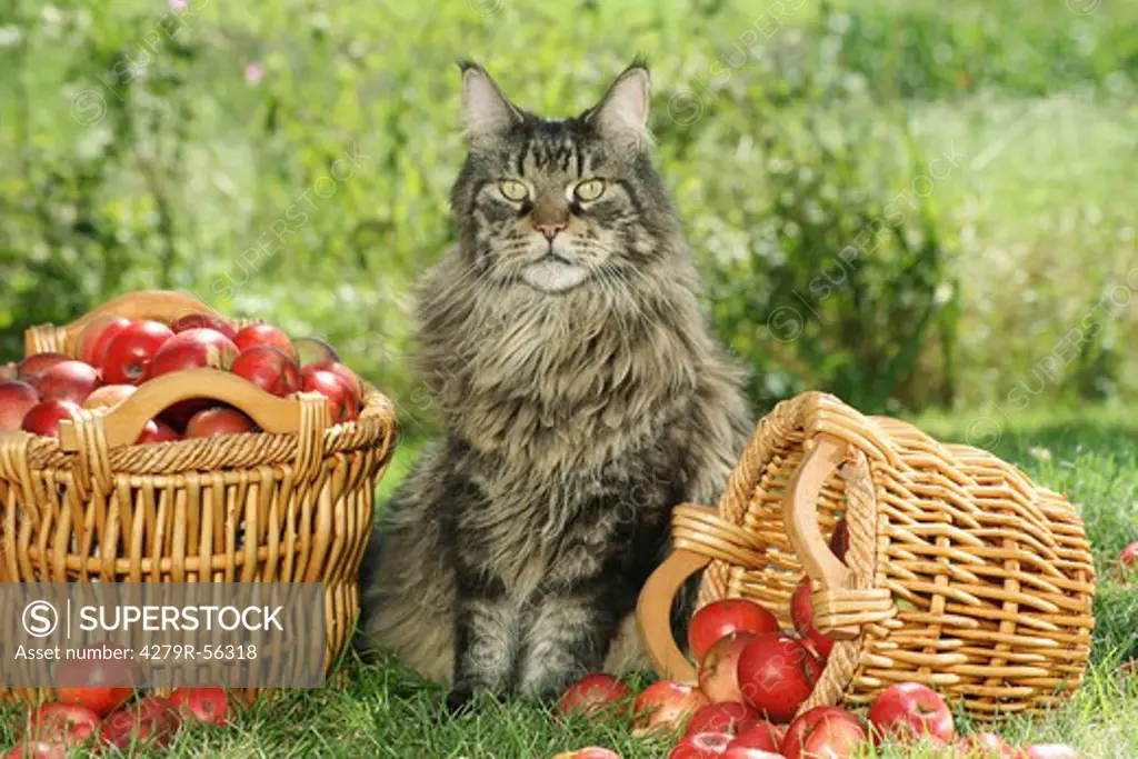 Maine Coon - sitting between baskets with apples