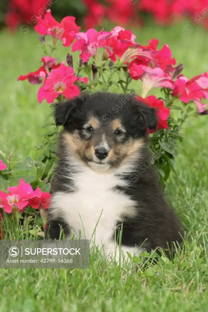 Sheltie - puppy sitting in front of flowers
