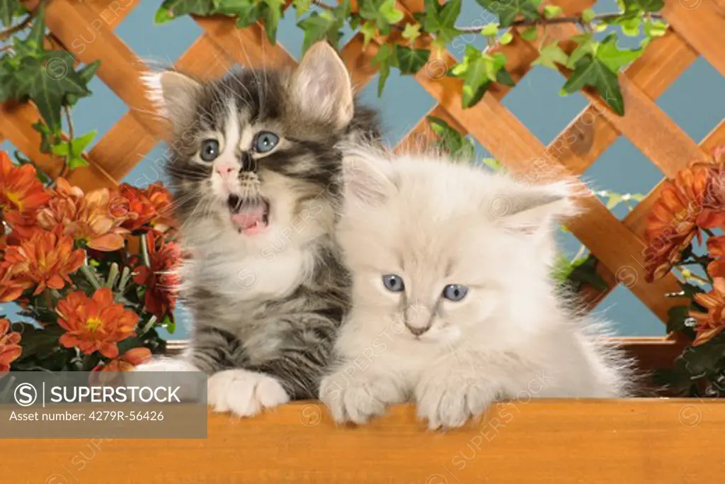 Siberian forest cat - two kittens in flower pot