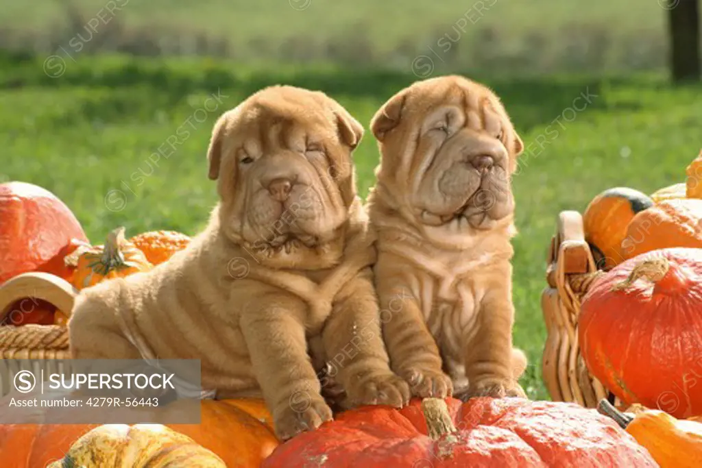 two Shar Pei puppies on pumpkin