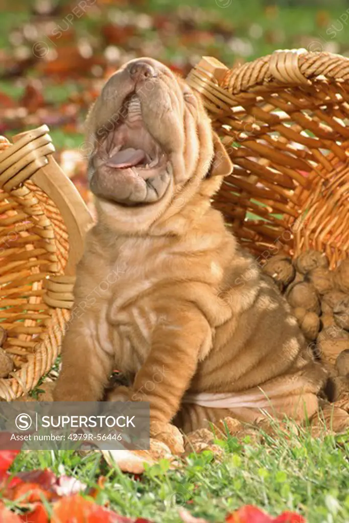 Shar Pei puppy on meadow - yawning