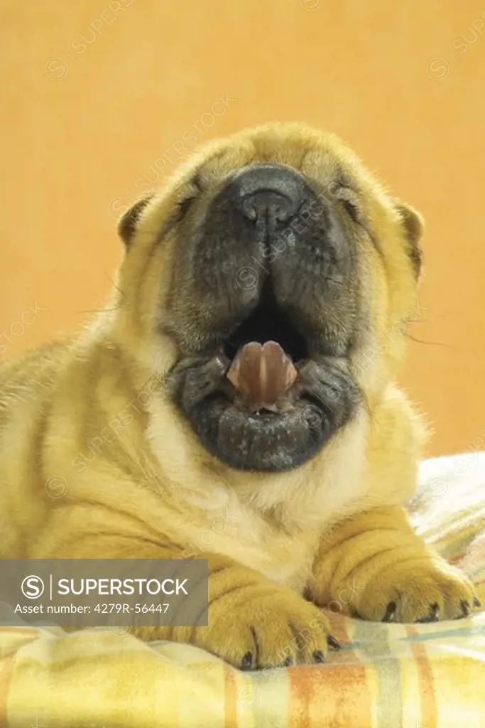 Shar Pei puppy - lying on pillow - yawning