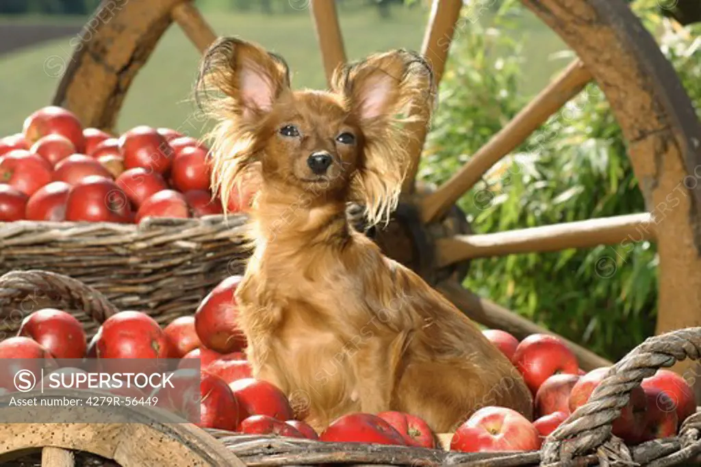Toy Terrier - sitting in basket between apples