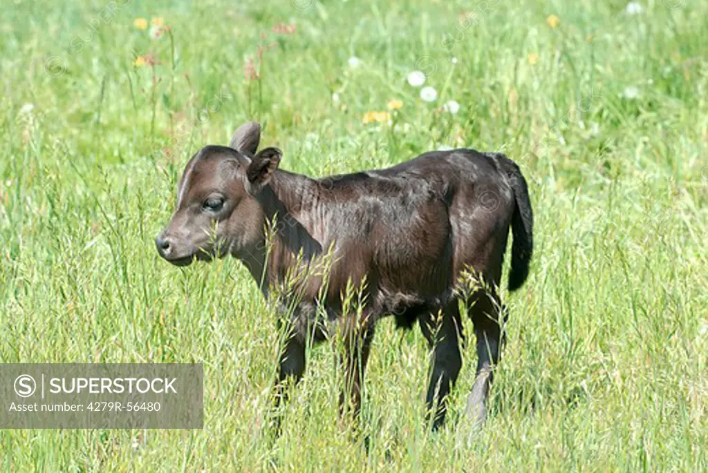 miniature cattle - calf standing on meadow