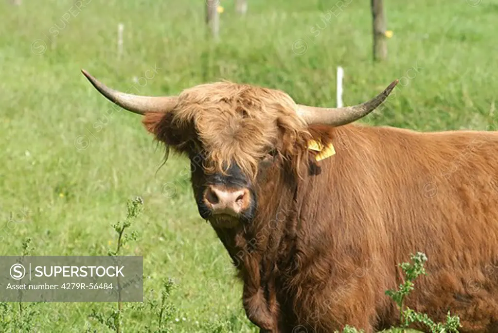 Highland cattle - standing on meadow