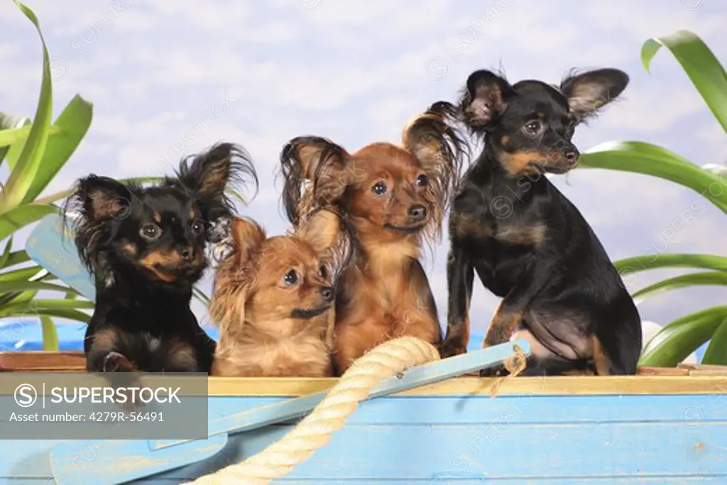 four Toy Terriers in boat