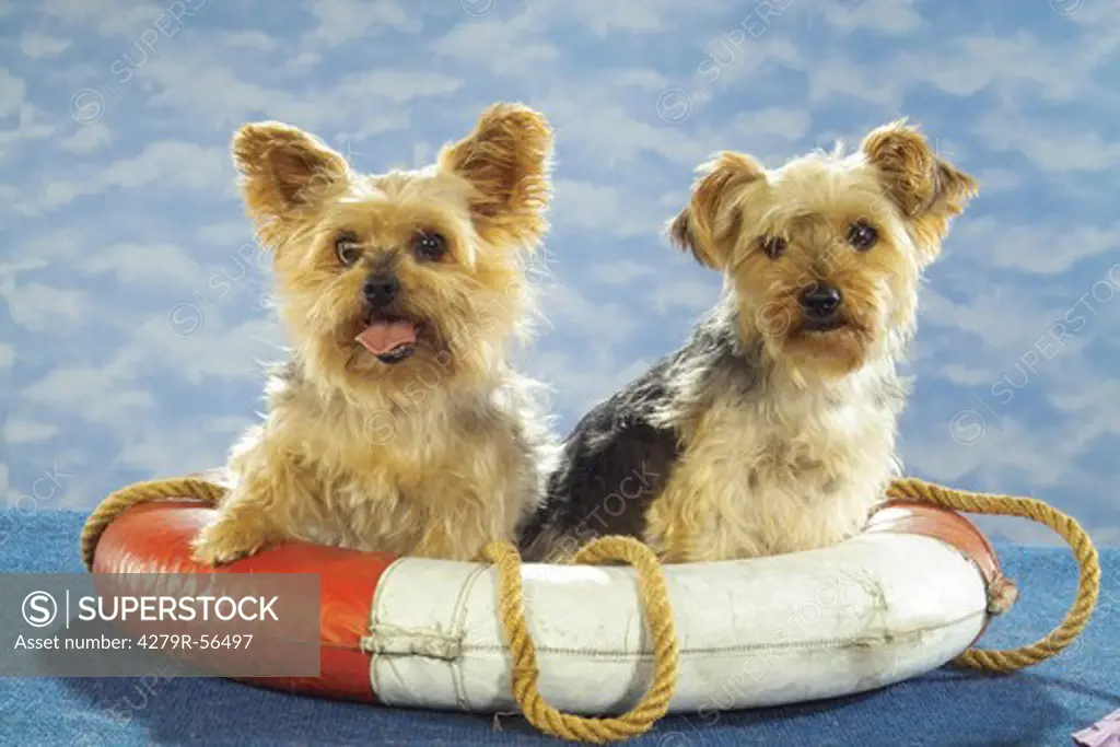 two young Yorkshire Terriers in life belt