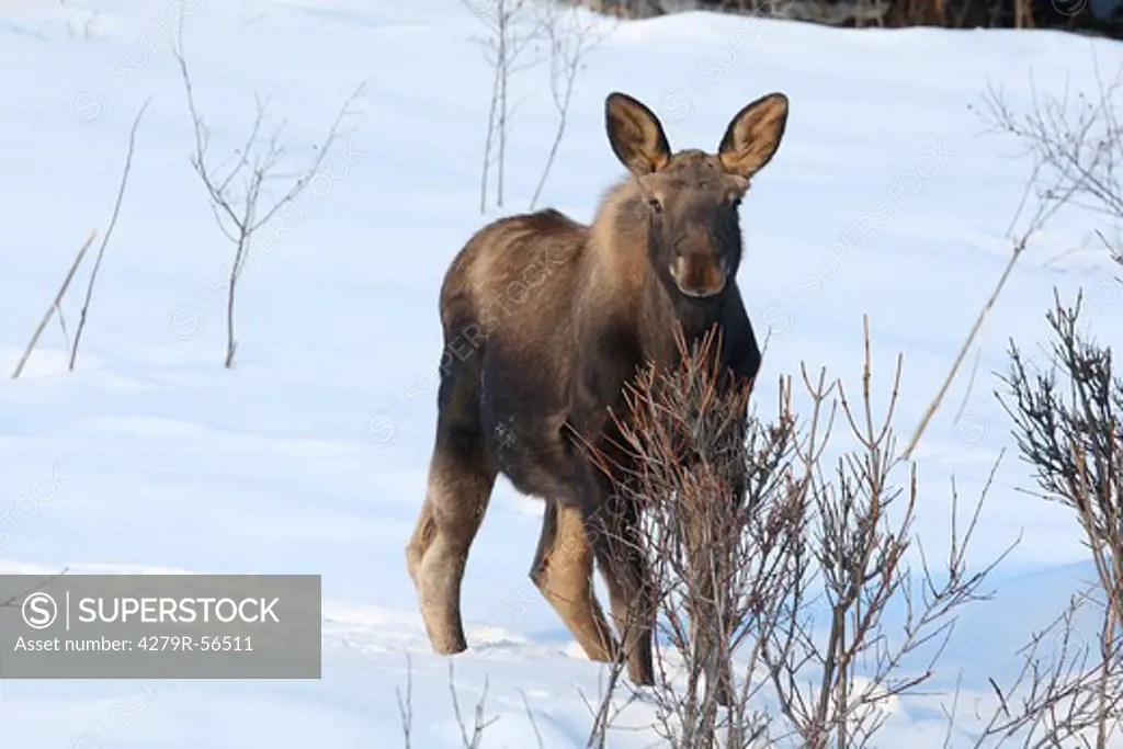young moose - standing in the snow , Alces alces