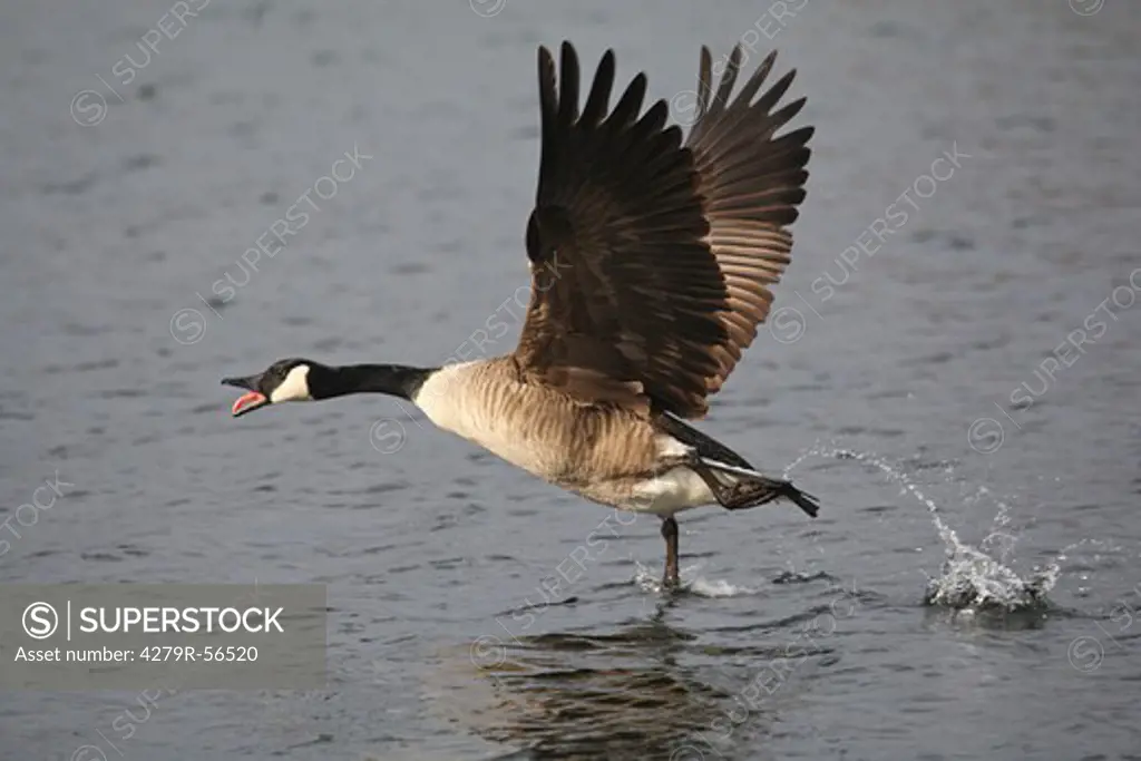 Canada goose - flying , Branta canadensis