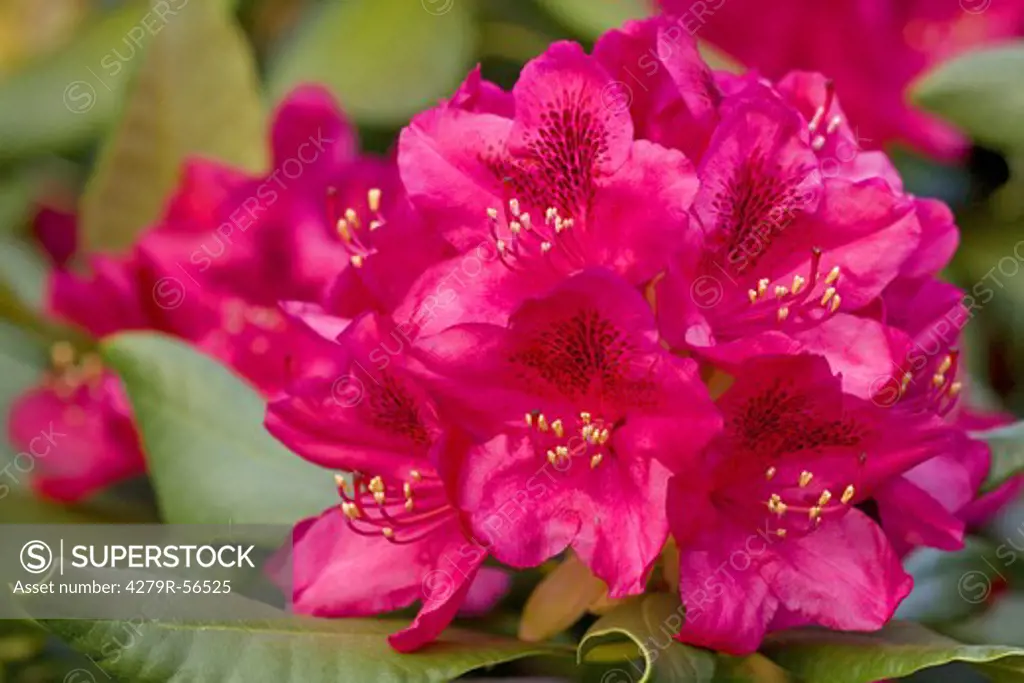 Rhododendron (hybrid) - blossom