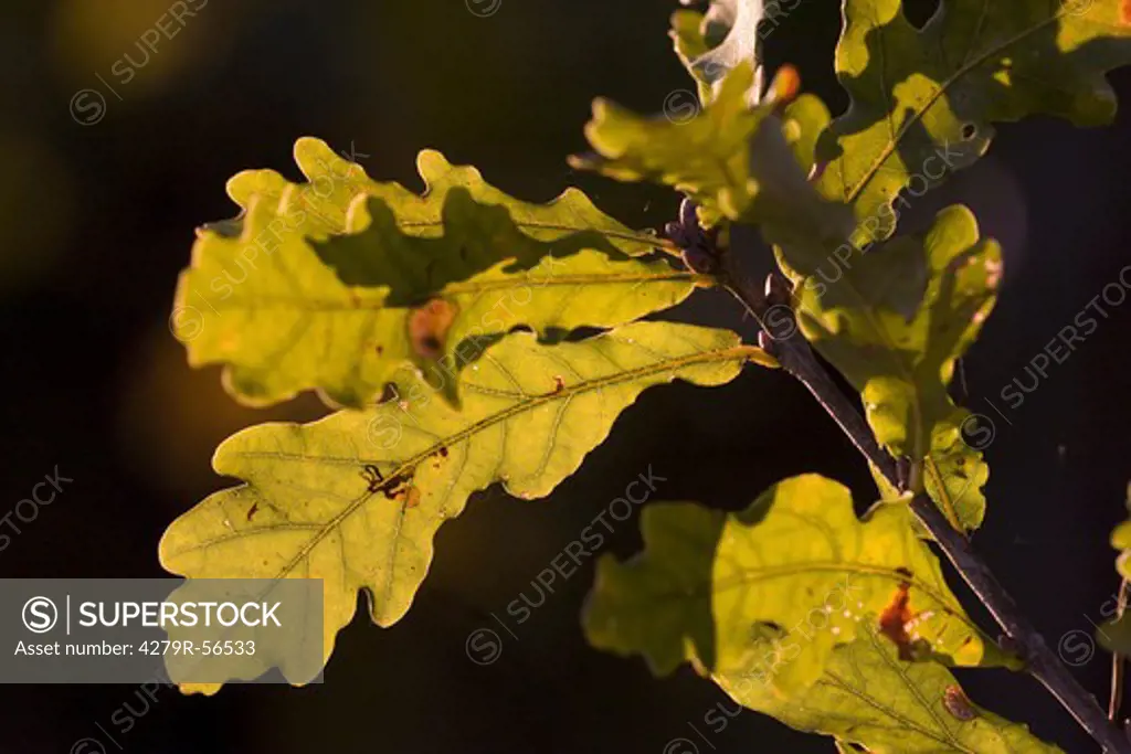 oak - leaves , Quercus