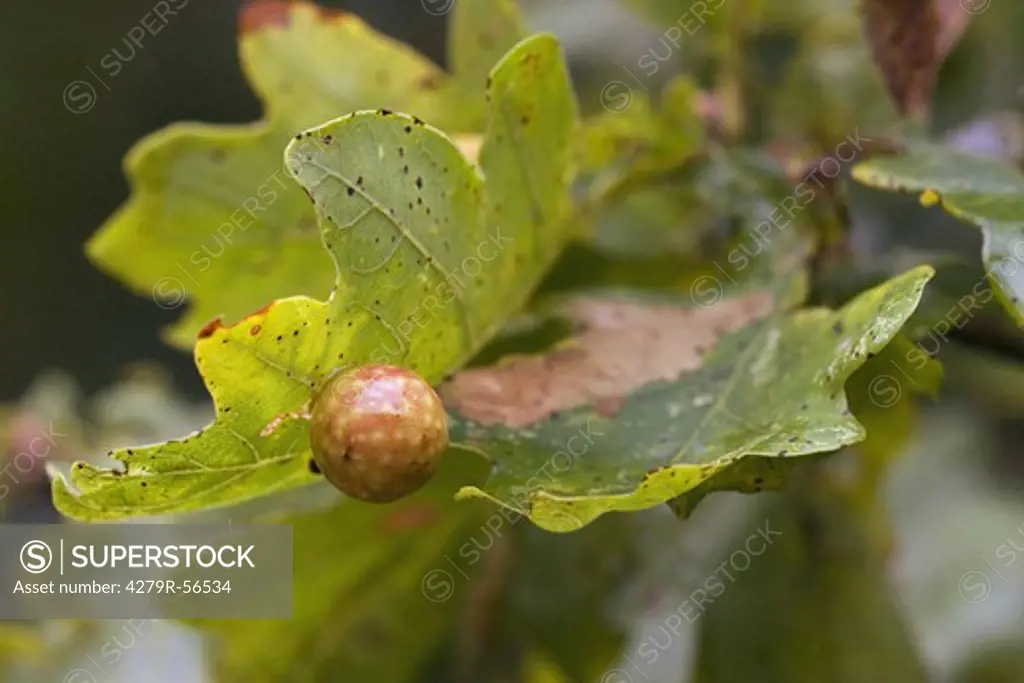 oak - leaves and acorn , Quercus