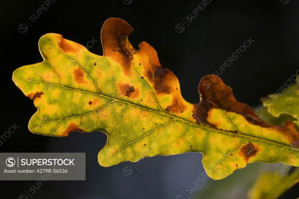 oak - leaf , Quercus