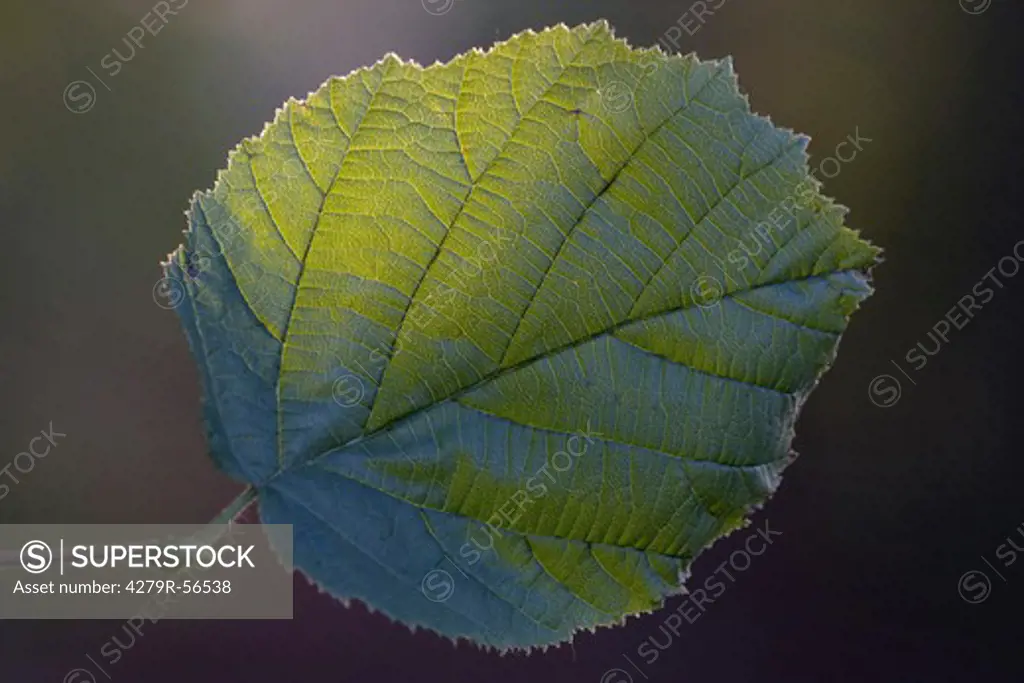 common hazel - leaf , Corylus avellana