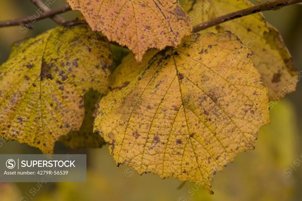 common hazel - leaves , Corylus avellana