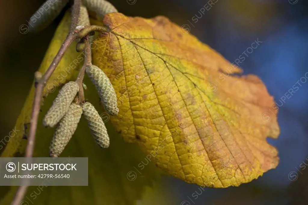 common hazel , Corylus avellana