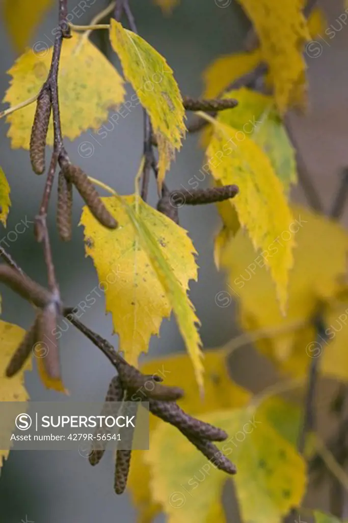 European Weeping birch , Betula pendula