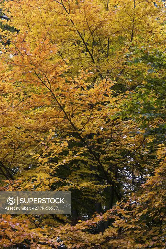 common beech - autumn , Fagus sylvatica