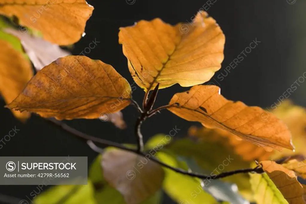 common beech - leaves , Fagus sylvatica