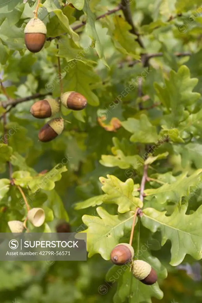 pedunculate oak , Quercus robur