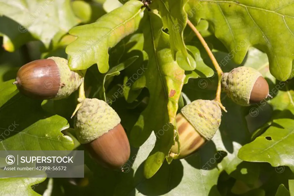 pedunculate oak , Quercus robur