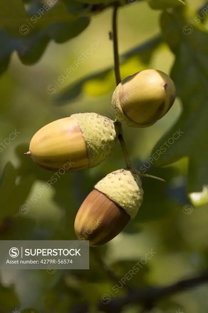 pedunculate oak - acorns , Quercus robur