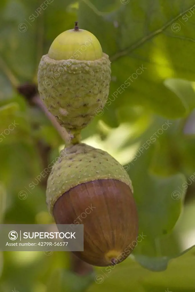 pedunculate oak - acorns , Quercus robur
