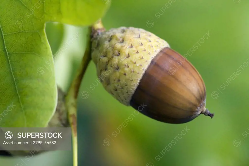 pedunculate oak - acorn , Quercus robur