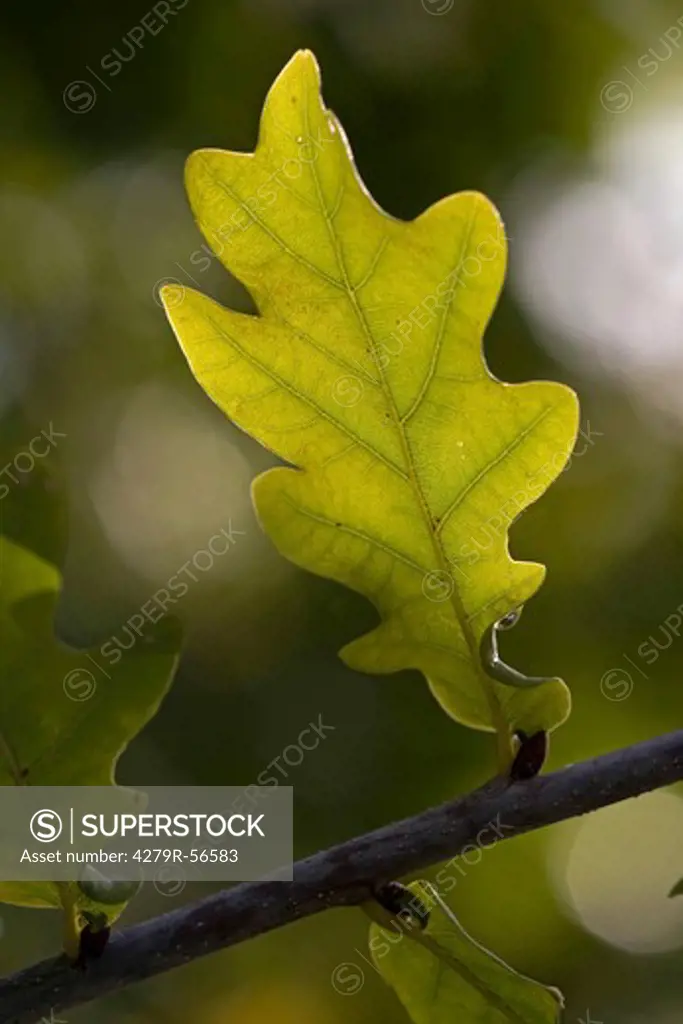 pedunculate oak - leaf , Quercus robur
