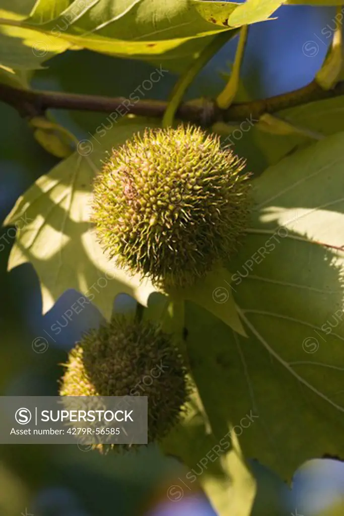 plane - leaves and fruits
