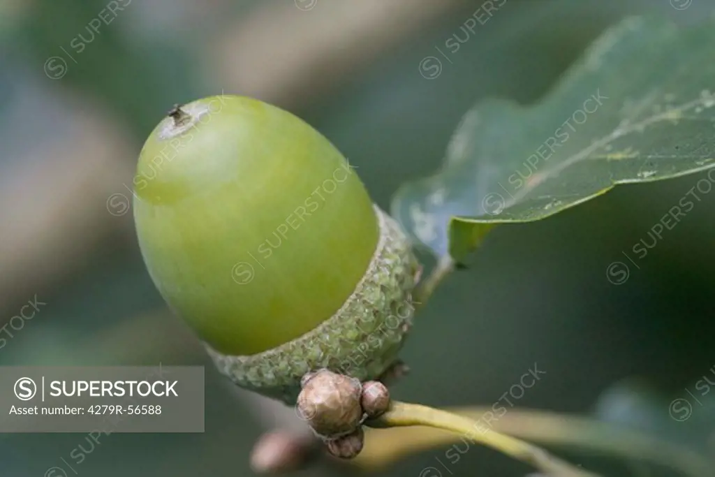 Sessile oak - acorn , Quercus petraea