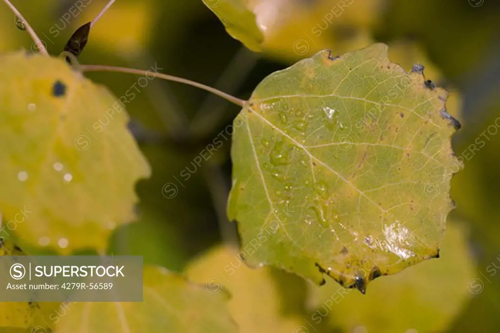 Common Aspen - leaf , Populus tremula