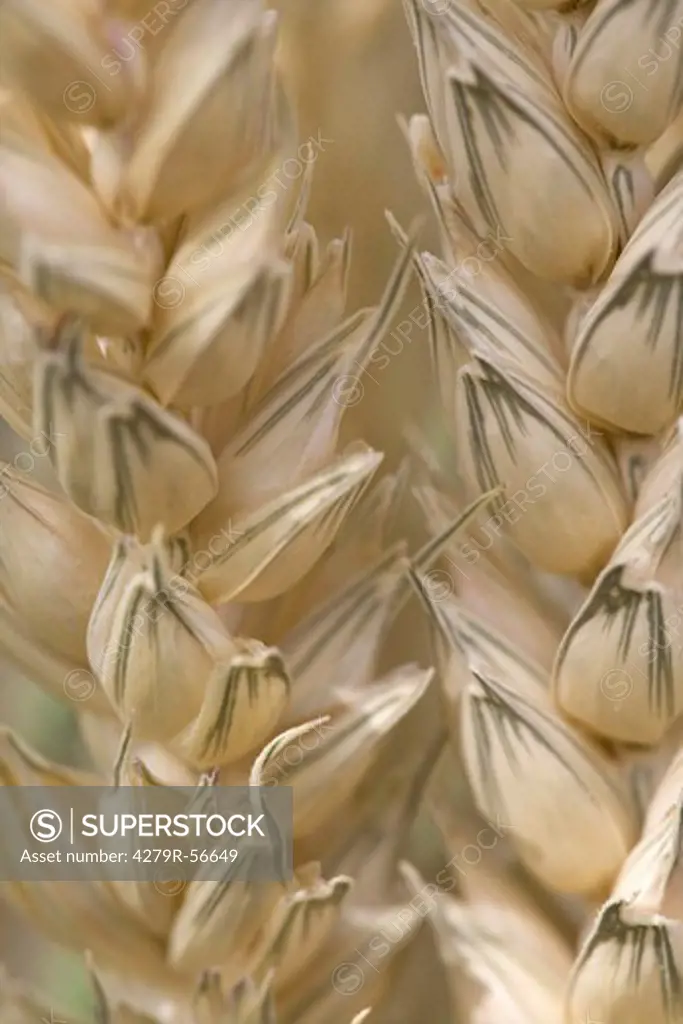Common wheat