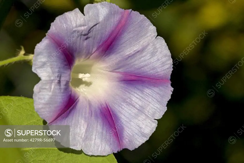 purple morning glory - blossom , Ipomoea purpurea