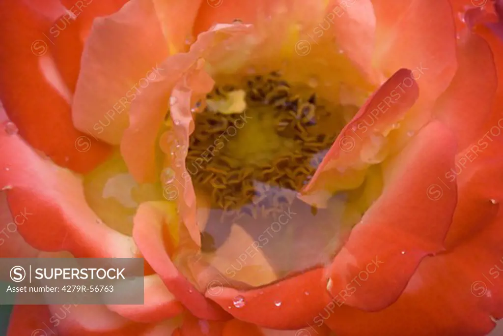 Floribunda rose - blossom