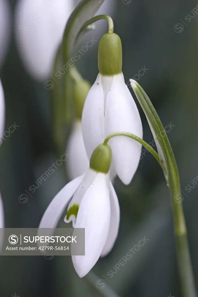common snowdrops , Galanthus nivalis