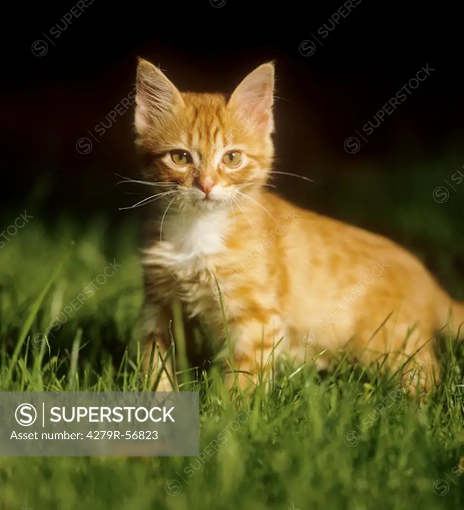 domestic cat - kitten standing on meadow